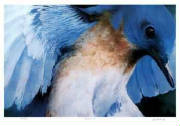 bluebird.jpg